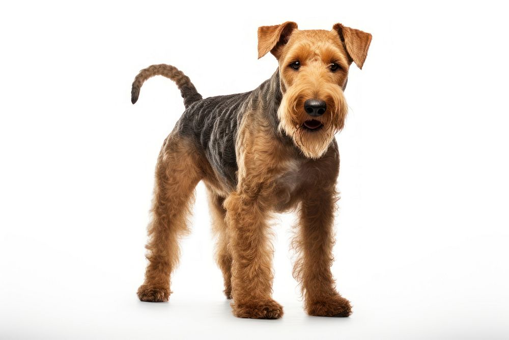 A welsh terrier animal mammal dog. AI generated Image by rawpixel.
