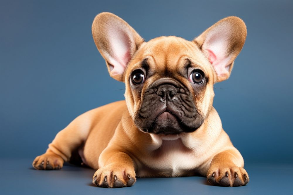 Puppy dog portrait bulldog. AI generated Image by rawpixel.