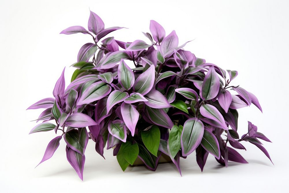 Wandering jew tradescantia flower plant herbs. AI generated Image by rawpixel.