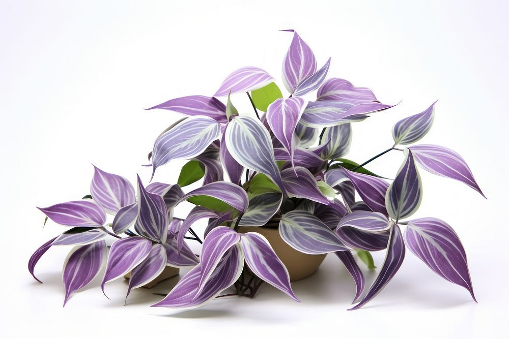 Wandering jew tradescantia flower plant leaf. AI generated Image by rawpixel.