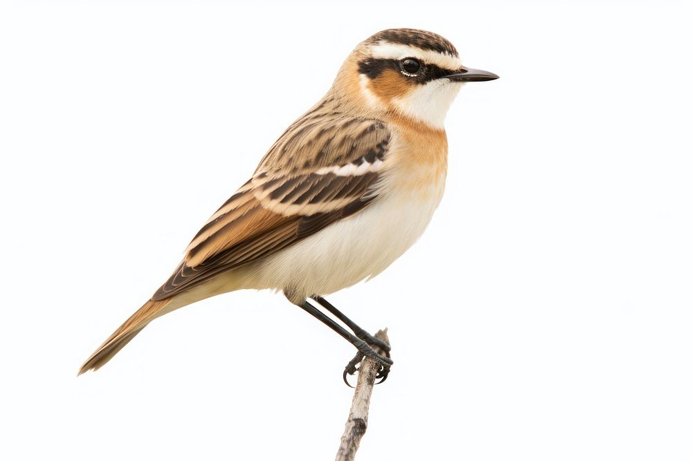 Whinchat sparrow animal bird. AI generated Image by rawpixel.