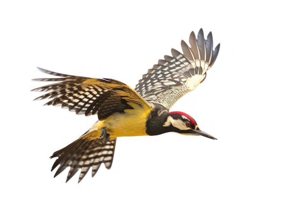 Flying woodpecker animal yellow. AI generated Image by rawpixel.