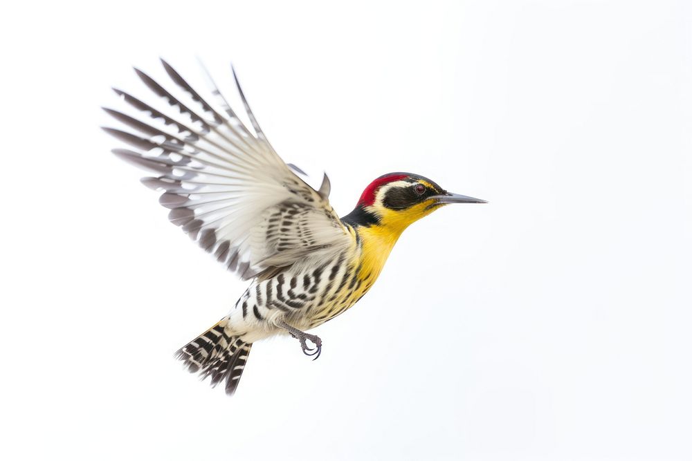 Woodpecker animal flying yellow. AI generated Image by rawpixel.