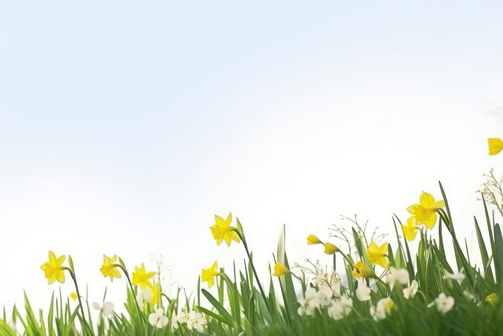 Backgrounds grassland daffodil outdoors. AI generated Image by rawpixel.