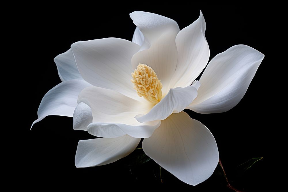 Flower magnolia blossom petal. AI generated Image by rawpixel.