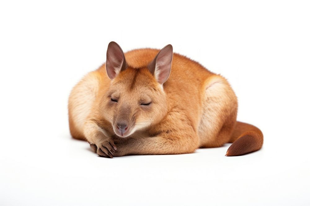 Pademelon kangaroo wallaby mammal. AI generated Image by rawpixel.