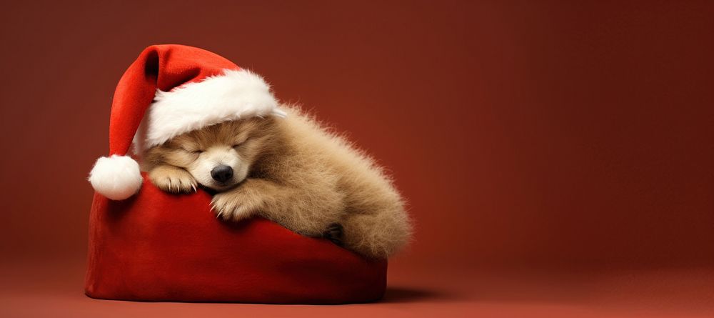 Hibernate bear christmas mammal animal. AI generated Image by rawpixel.