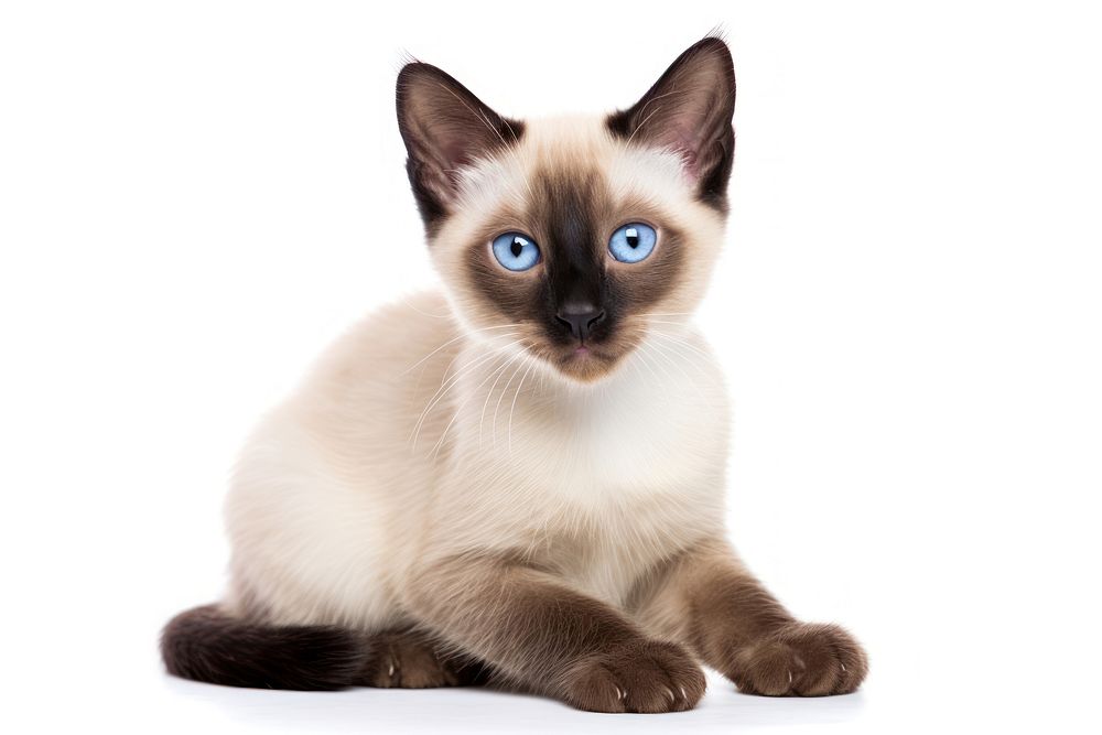 Siamese cat siamese animal mammal. AI generated Image by rawpixel.