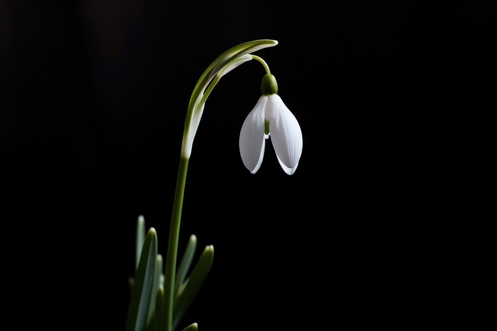 Flower snowdrop blossom plant. AI generated Image by rawpixel.