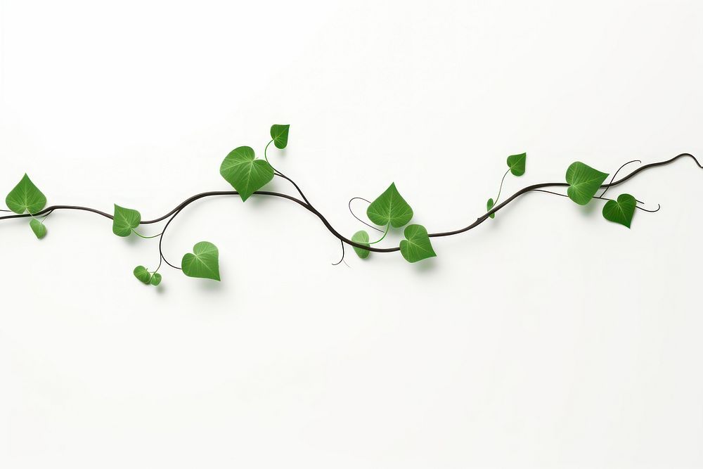 Plant leaf vine white background. AI generated Image by rawpixel.