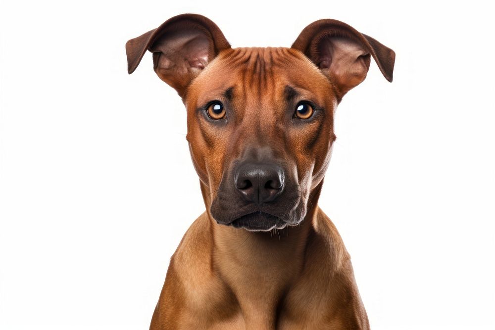 Dog mammal animal boxer. AI generated Image by rawpixel.