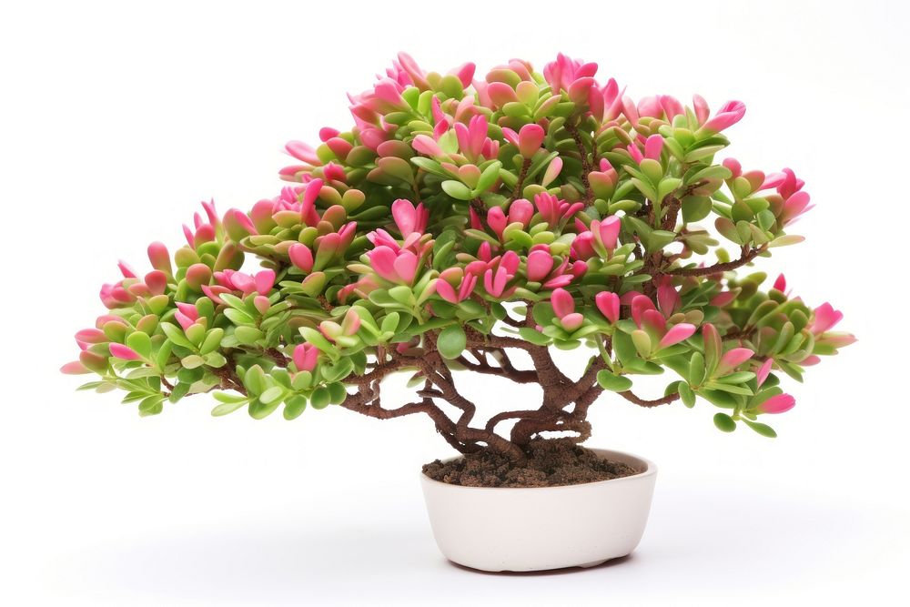 Tree blossom bonsai flower. AI generated Image by rawpixel.