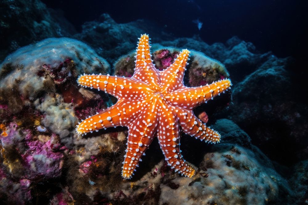 Starfish outdoors animal nature. 