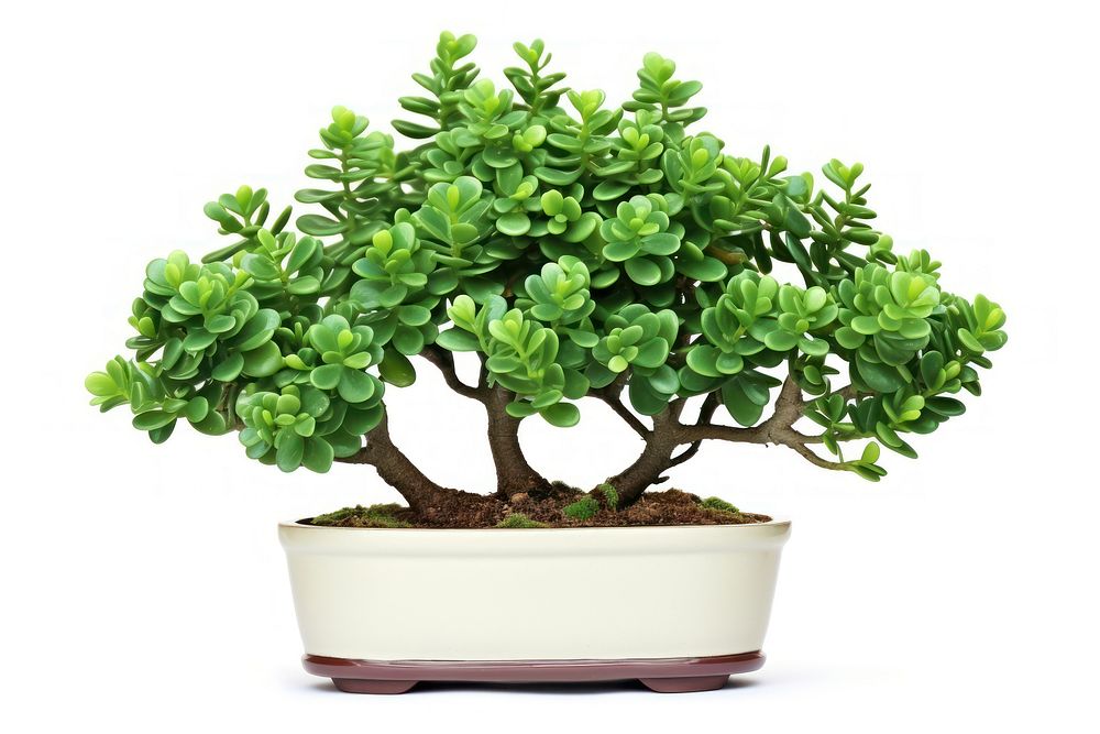 Tree bonsai plant leaf. AI generated Image by rawpixel.