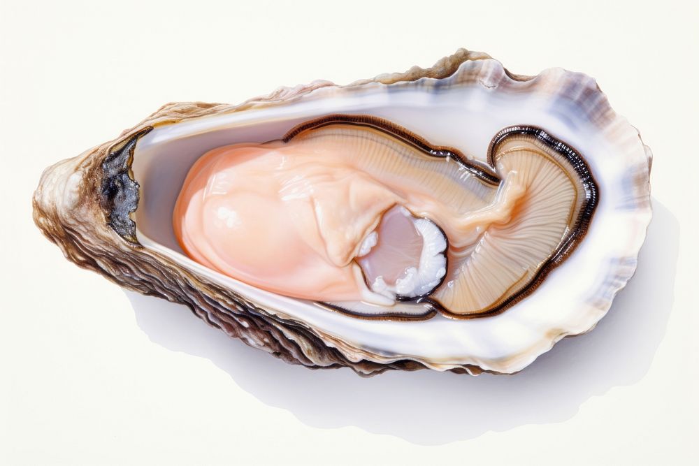 Oyster seafood invertebrate freshness shellfish. AI generated Image by rawpixel.