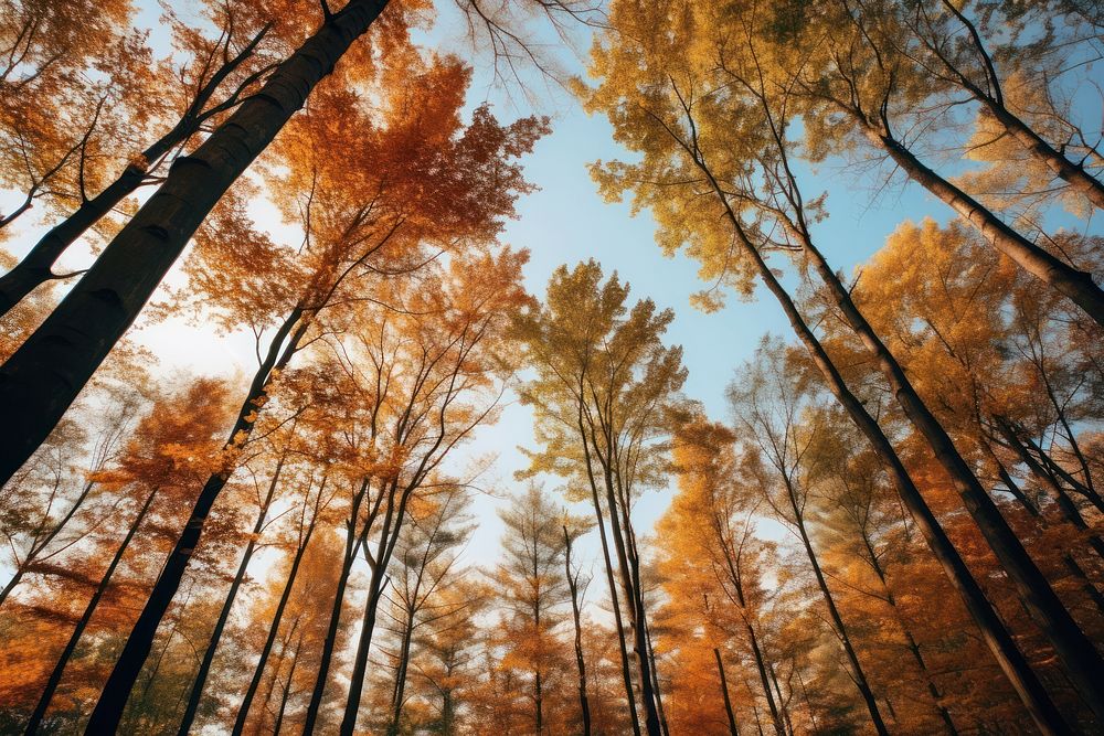 Autumn tree landscape outdoors. 