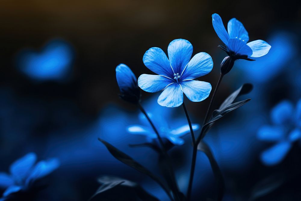 Blue outdoors blossom flower. 