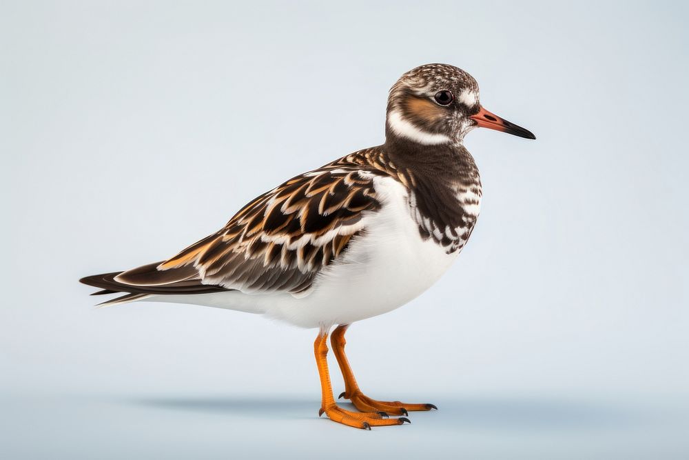 Bird animal beak anseriformes. AI generated Image by rawpixel.