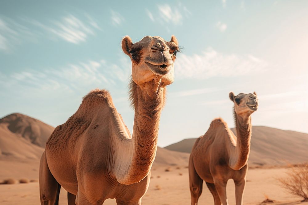 Camel outdoors desert mammal. AI generated Image by rawpixel.