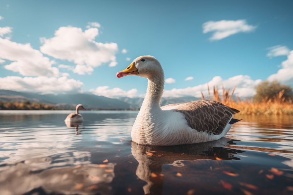 Goose outdoors animal nature. AI generated Image by rawpixel.