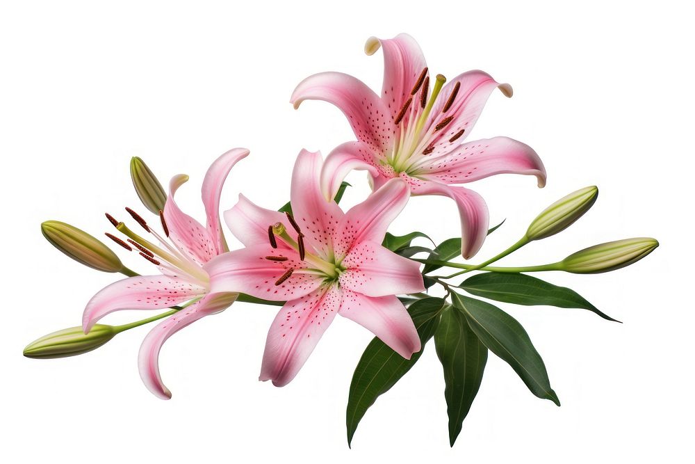 Lily blossom flower plant. AI generated Image by rawpixel.