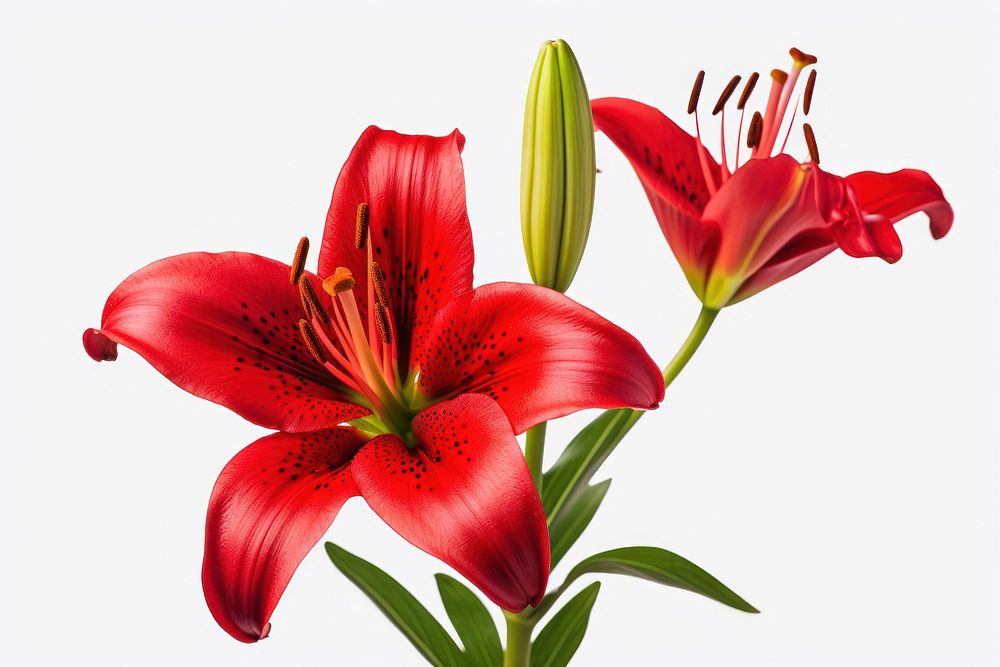 Flower lily plant red. AI generated Image by rawpixel.