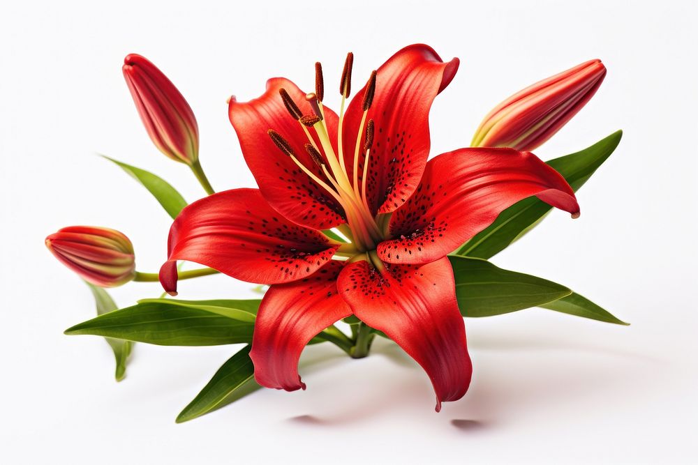 Flower lily petal plant. AI generated Image by rawpixel.