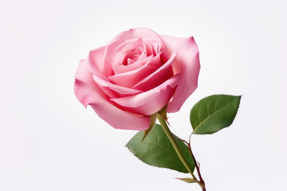 Rose flower plant pink. AI generated Image by rawpixel.