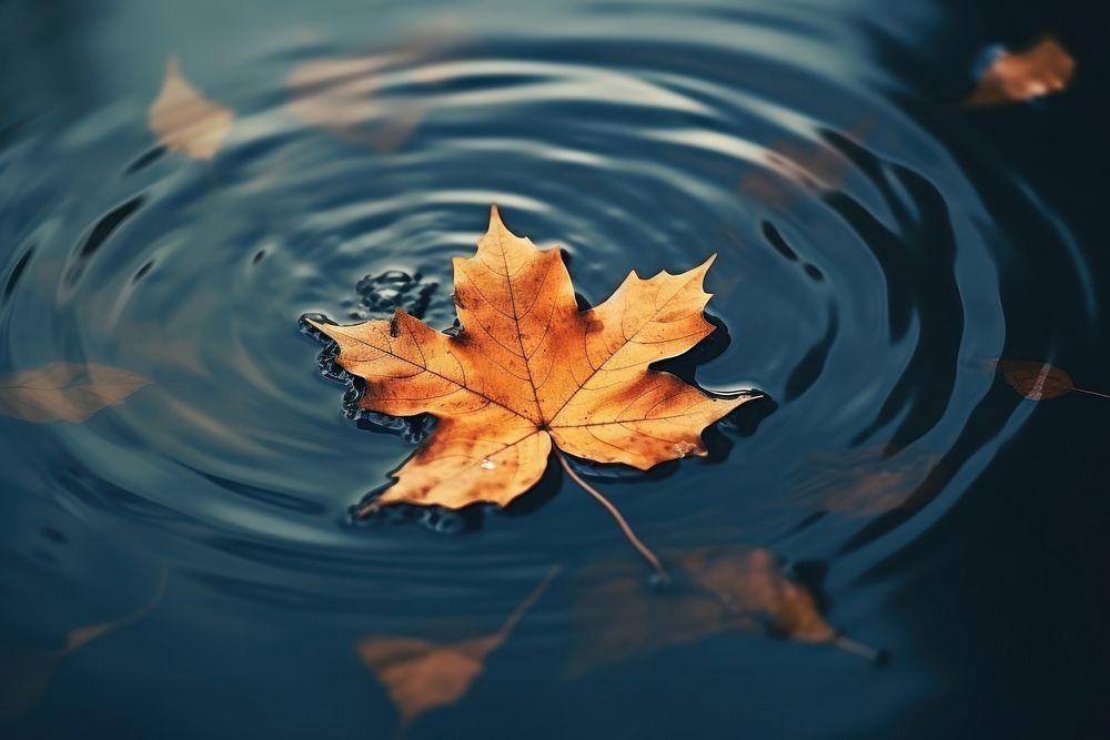 Leaf floating outdoors nature. AI generated Image by rawpixel.