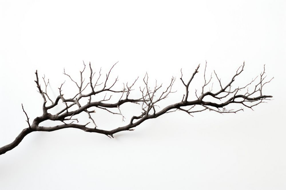 Tree branch plant white background. AI generated Image by rawpixel.