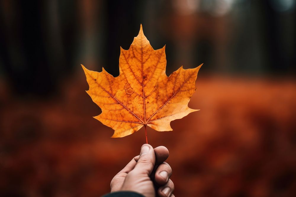 Leaf autumn plant maple. AI generated Image by rawpixel.