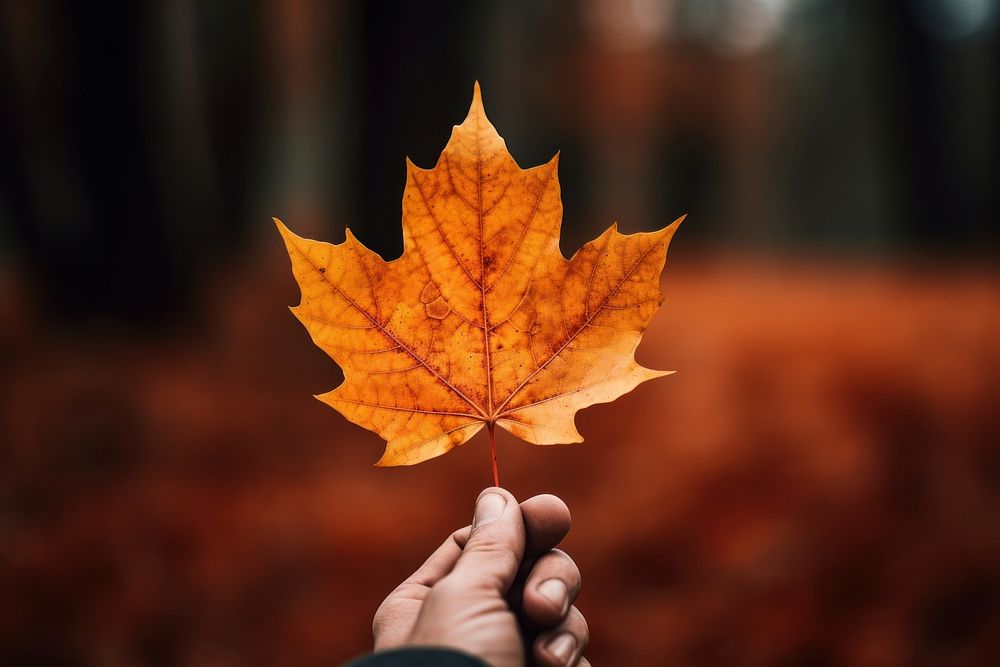 Leaf autumn plant maple. 