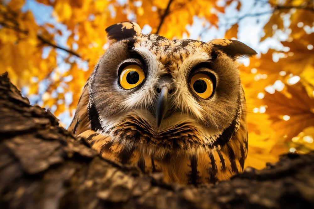 Autumn owl animal nature. AI generated Image by rawpixel.