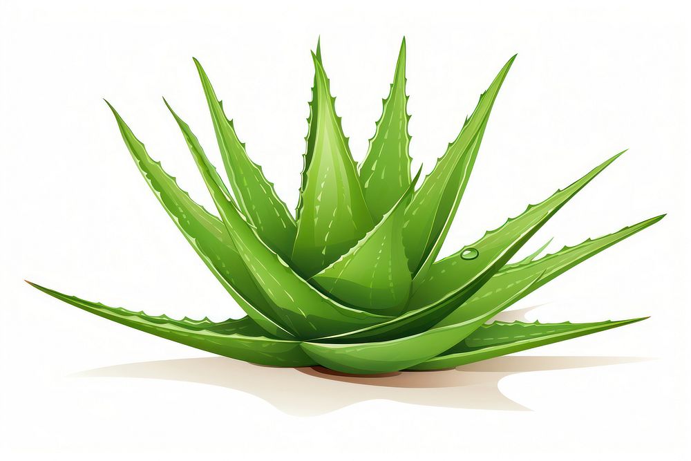 Aloe plant xanthorrhoeaceae white background. AI generated Image by rawpixel.