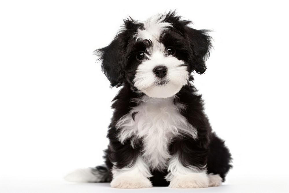 Puppy mammal animal black. AI generated Image by rawpixel.