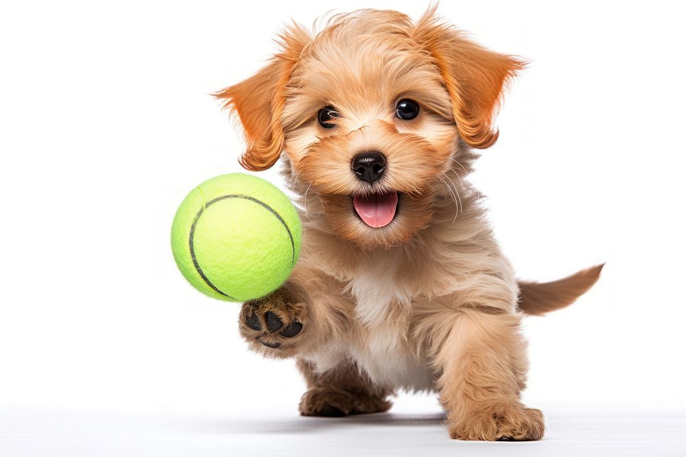 Puppy ball mammal animal. AI generated Image by rawpixel.