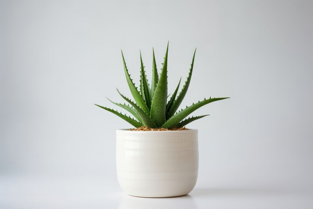 Aloe plant xanthorrhoeaceae houseplant. AI generated Image by rawpixel.
