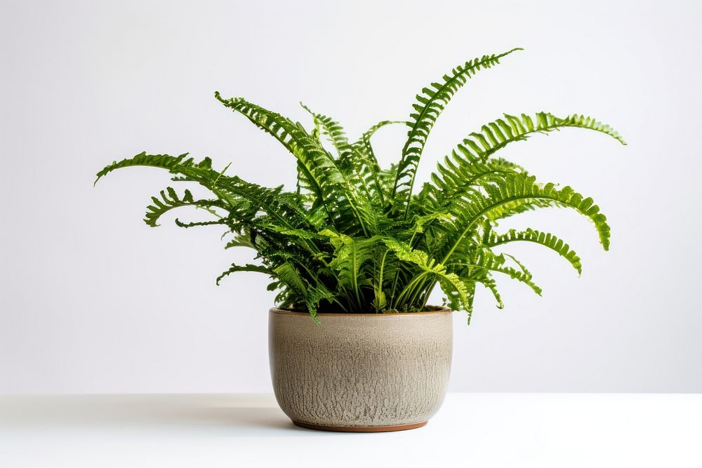 Plant fern leaf houseplant. AI generated Image by rawpixel.