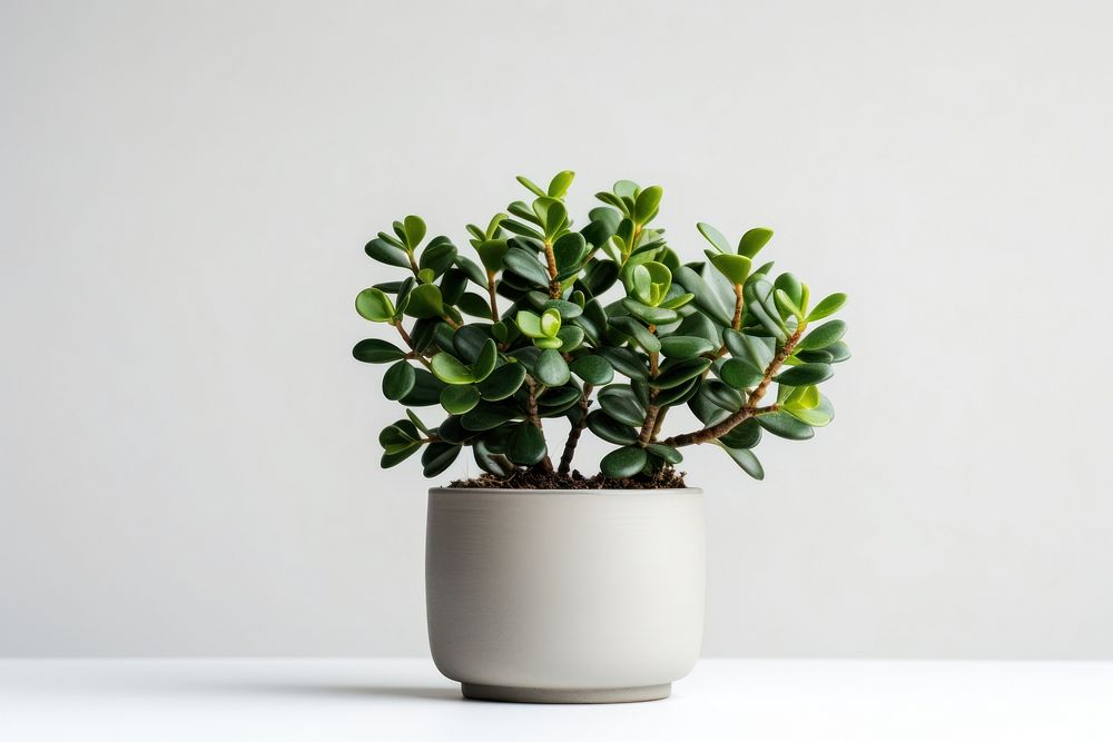 Bonsai plant leaf houseplant. AI generated Image by rawpixel.