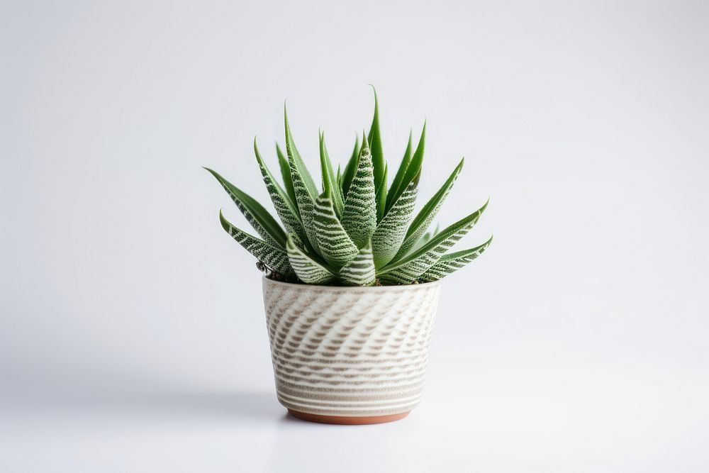 Plant aloe houseplant freshness. AI generated Image by rawpixel.