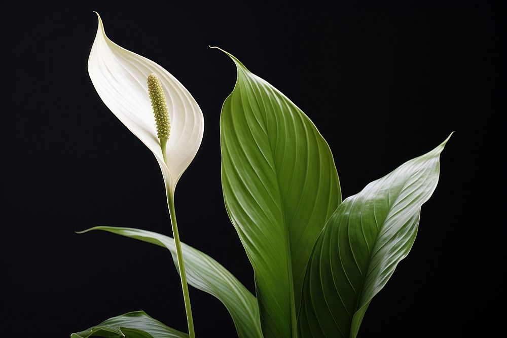 Flower plant leaf freshness. AI generated Image by rawpixel.