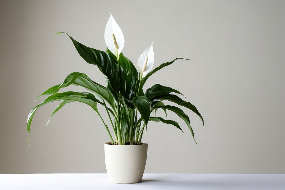 Flower plant houseplant freshness. AI generated Image by rawpixel.