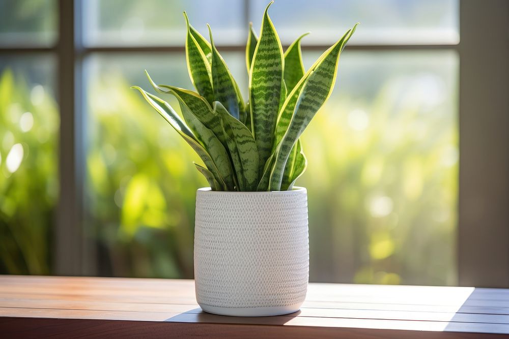 Plant windowsill vase houseplant. AI | Premium Photo - rawpixel