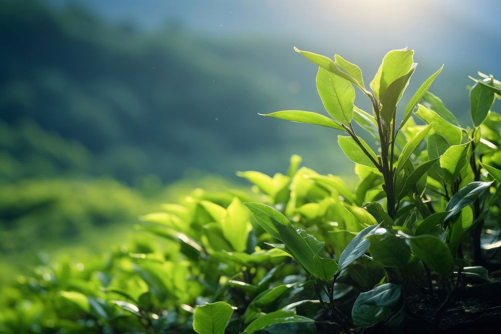 Nature plant tea outdoors. AI generated Image by rawpixel.
