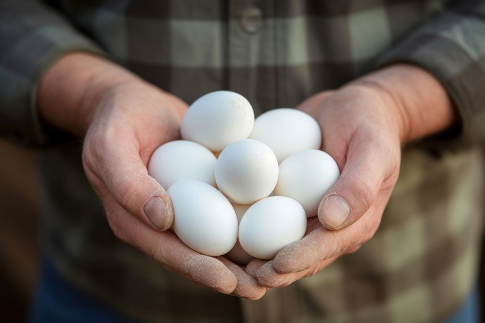 Egg holding adult food. 