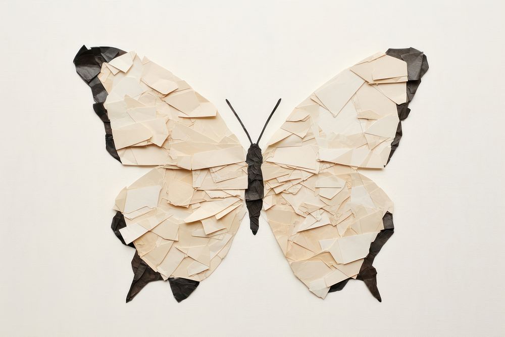 Butterfly paper art insect. 