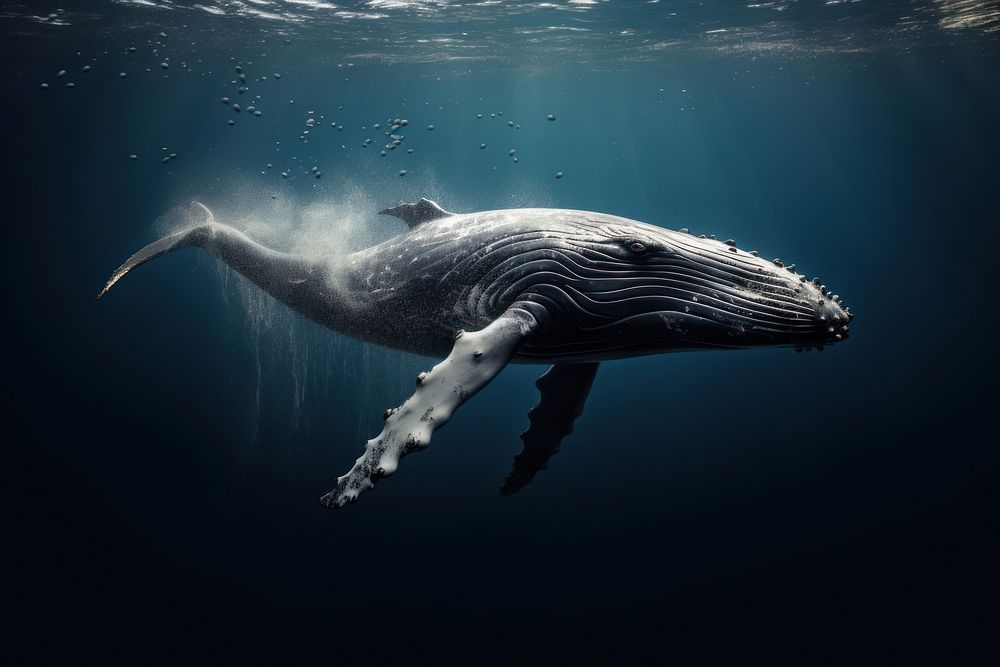 Whale swimming animal mammal. AI generated Image by rawpixel.