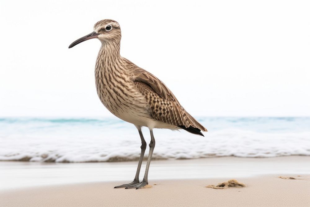 Beach outdoors animal nature. AI generated Image by rawpixel.