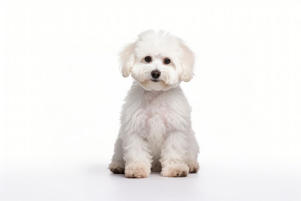 Dog bolognese mammal animal. AI generated Image by rawpixel.