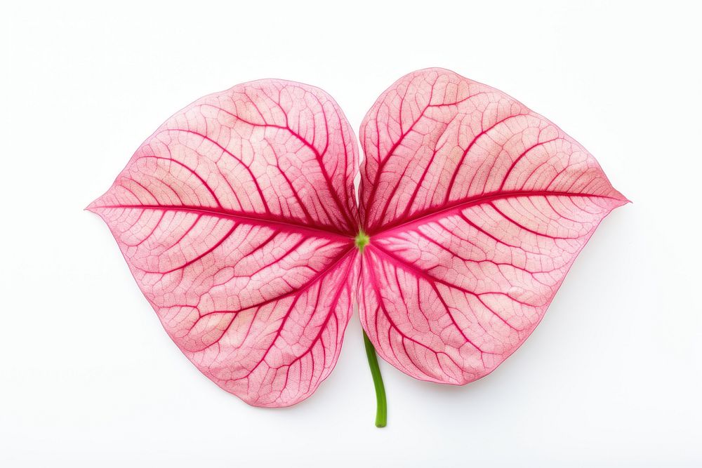 Leaf flower petal plant. AI generated Image by rawpixel.